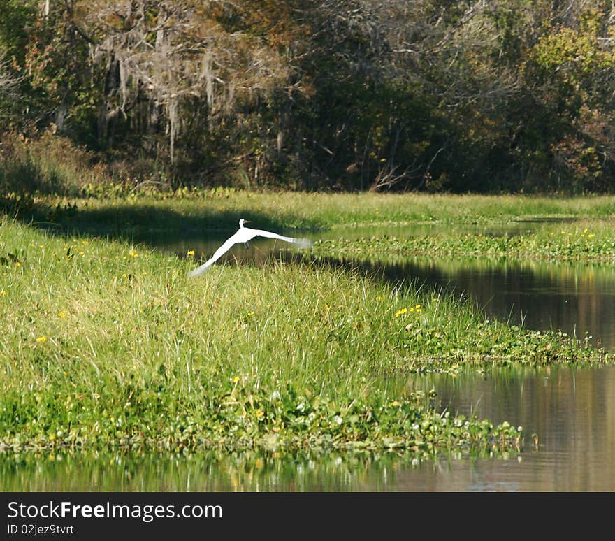 Bird flying over lake