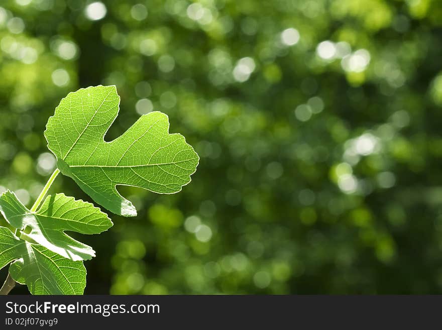 Green fig leaves on sunlit background. Green fig leaves on sunlit background