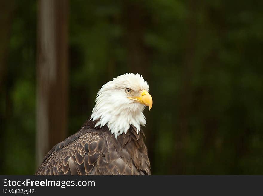 Bald Eagle 3/4 Profile