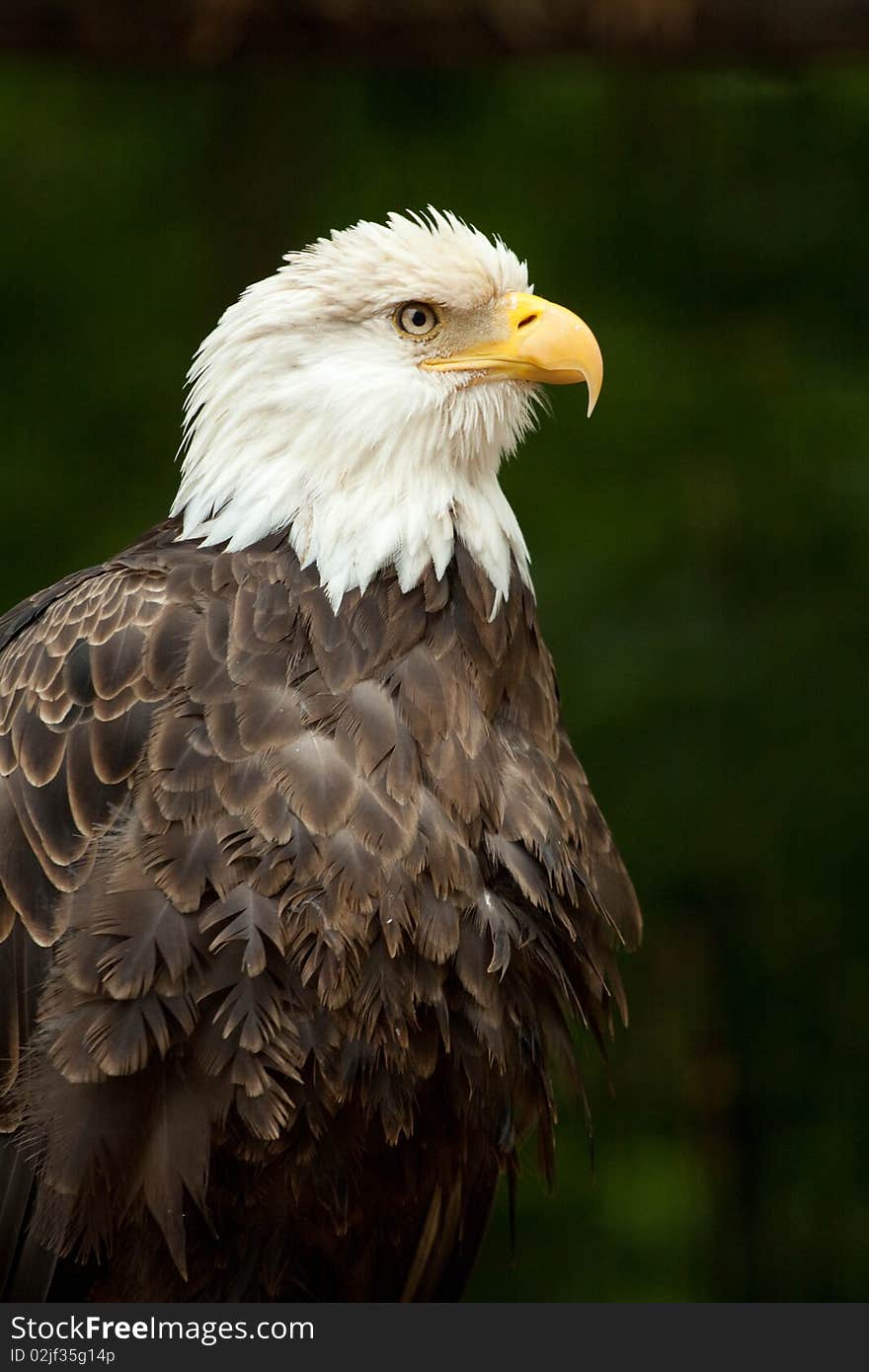 Bald Eagle Portrait