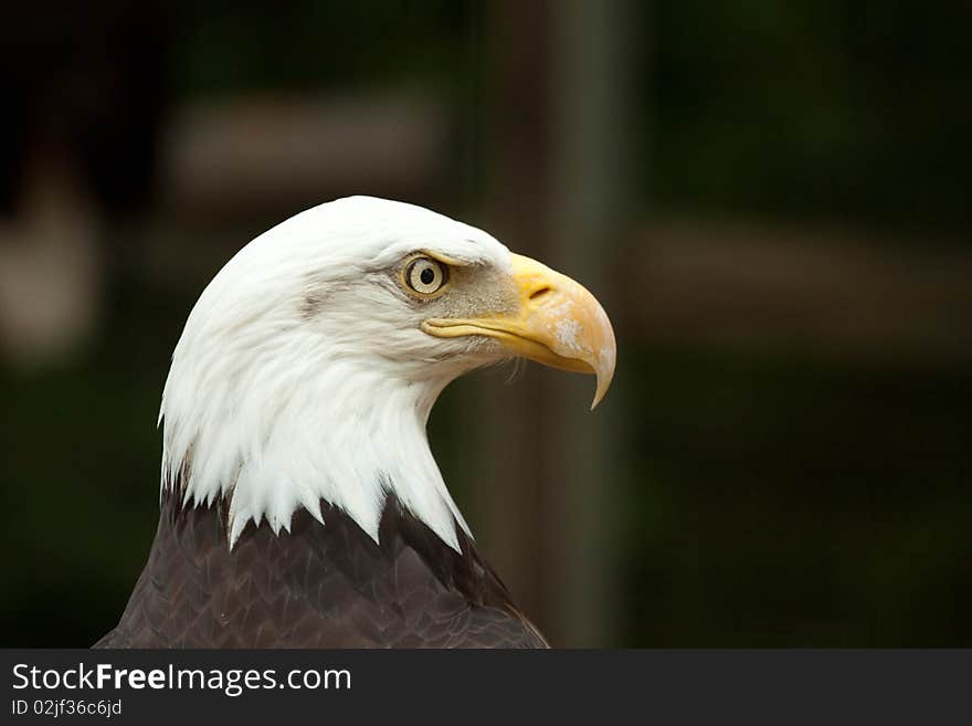 Mature Bald Eagle Profile