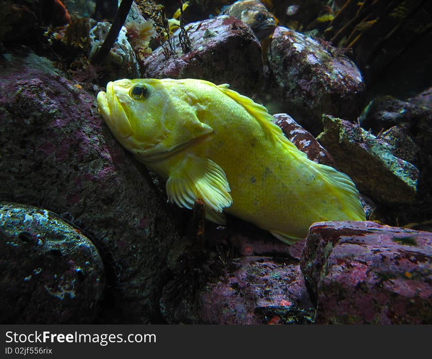 Exotic yellow fish