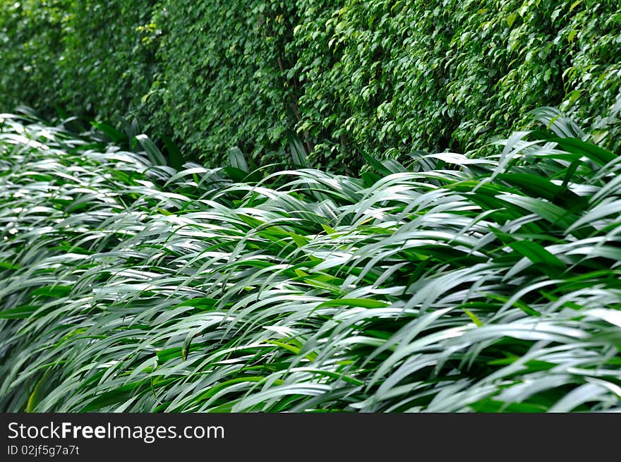 Two different tape of leaf, one is short the other is long, composed a pattern or design, could be used as background. Two different tape of leaf, one is short the other is long, composed a pattern or design, could be used as background.