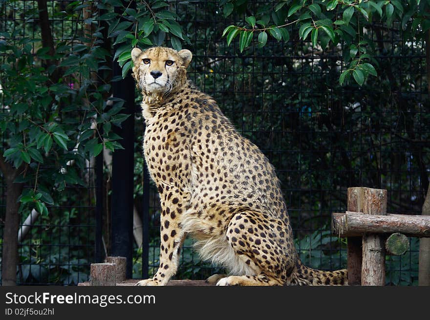 The Arrogant Leopard