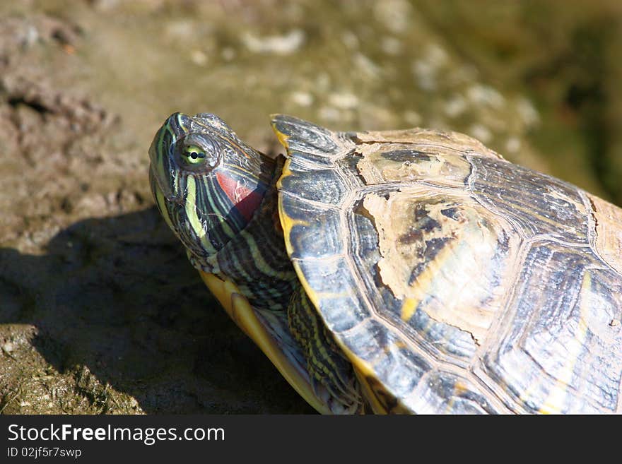 Close up of a pond turtle as it enjoys sunning itself on the muddy shore. Close up of a pond turtle as it enjoys sunning itself on the muddy shore