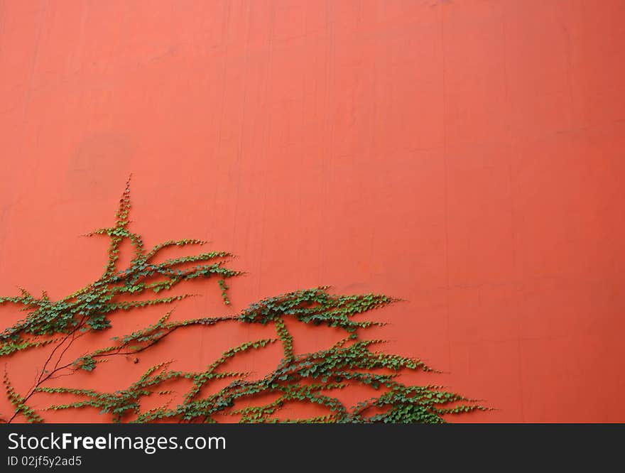 Ivy climbing over an orange wall. Ivy climbing over an orange wall