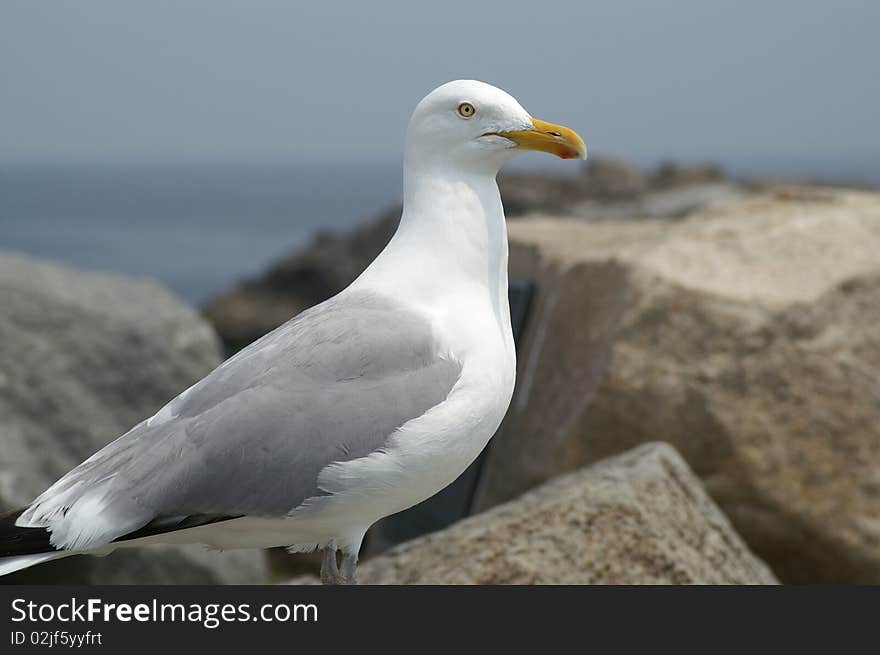 This ring-billed gull was photographed on the  coast of Maine. This ring-billed gull was photographed on the  coast of Maine.