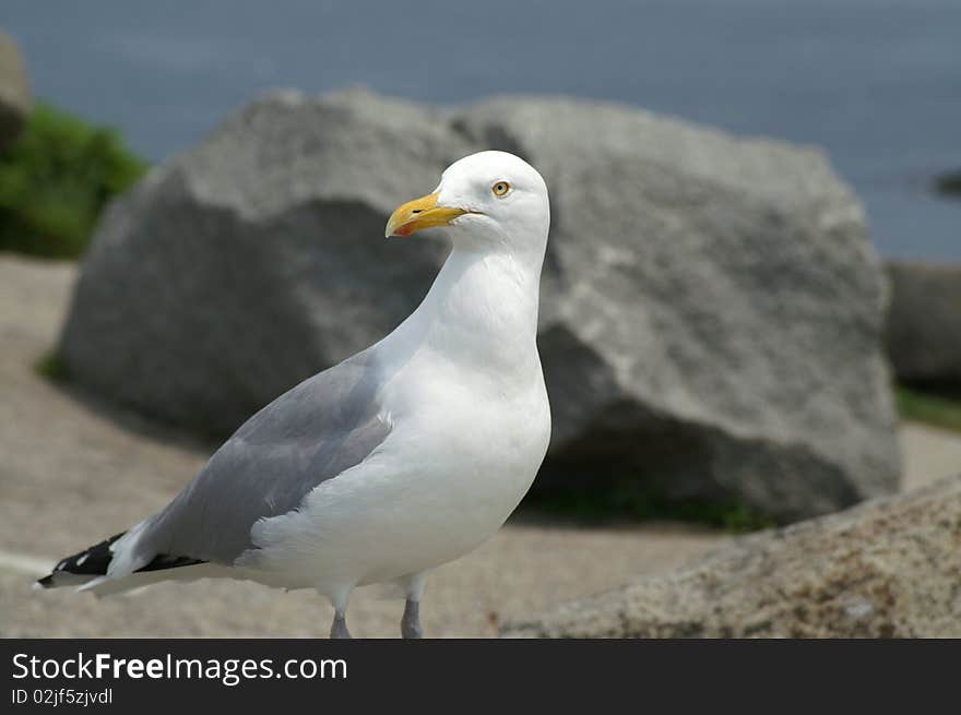 A ring-billed gull was photographed on the coast of Maine.