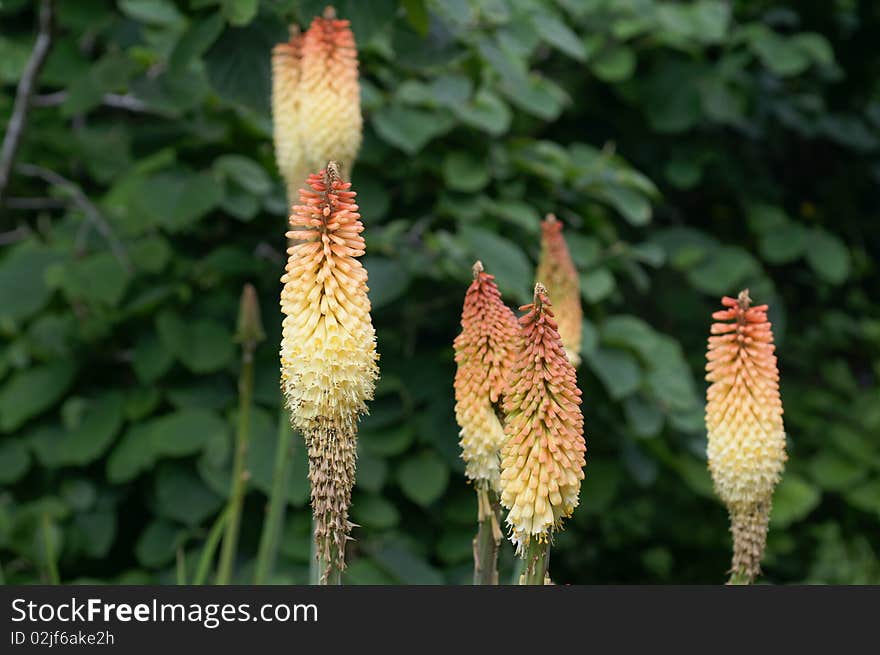 These tall slender poker plants were photographed in Oregon.