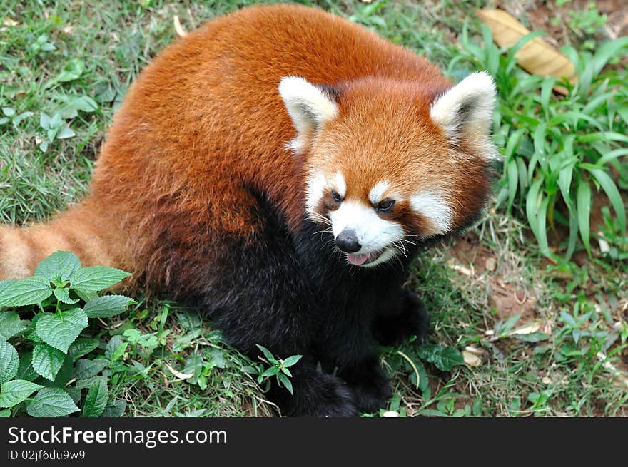 A sitting lesser panda