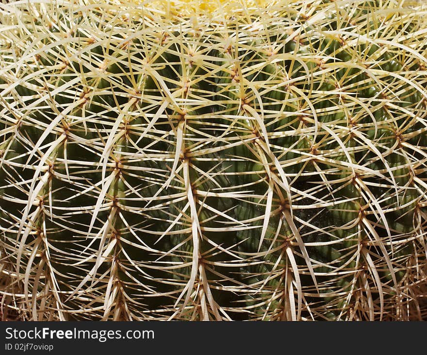 Close-up of a matrix of sharp needle like thorns around a green cactus. Close-up of a matrix of sharp needle like thorns around a green cactus