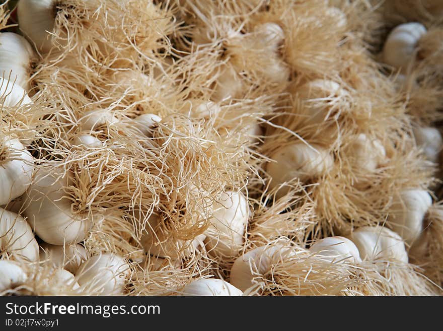 Garlic Roots