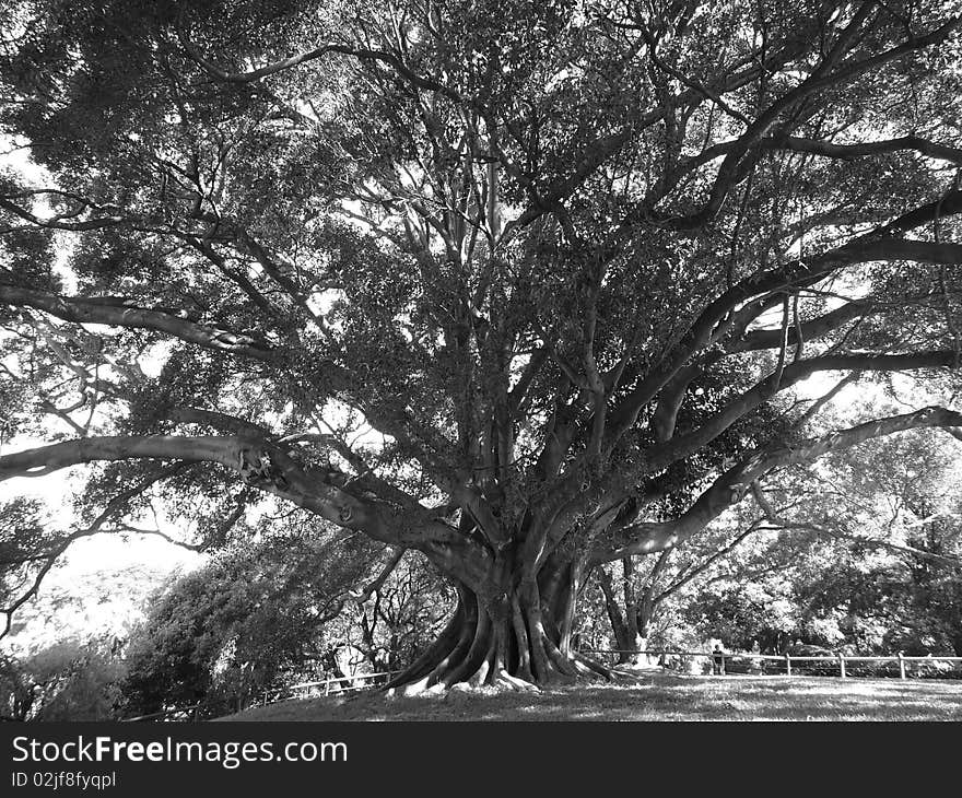 Full grown tree that spread its wings