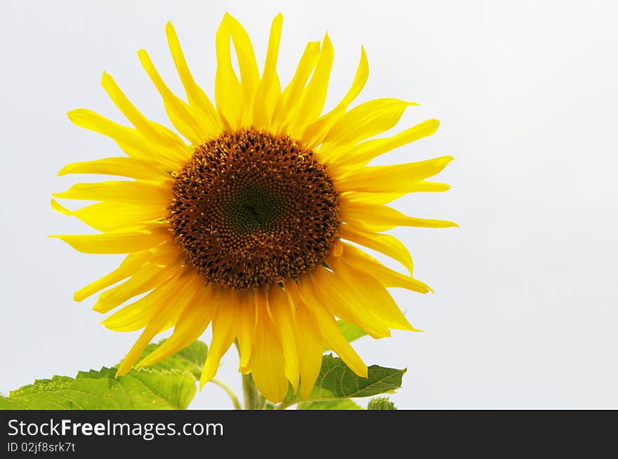 Isolated sunflower in sky background.