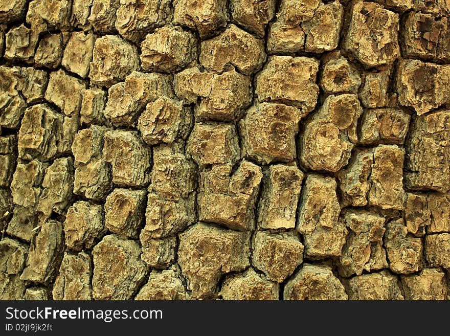 Bark of big tree