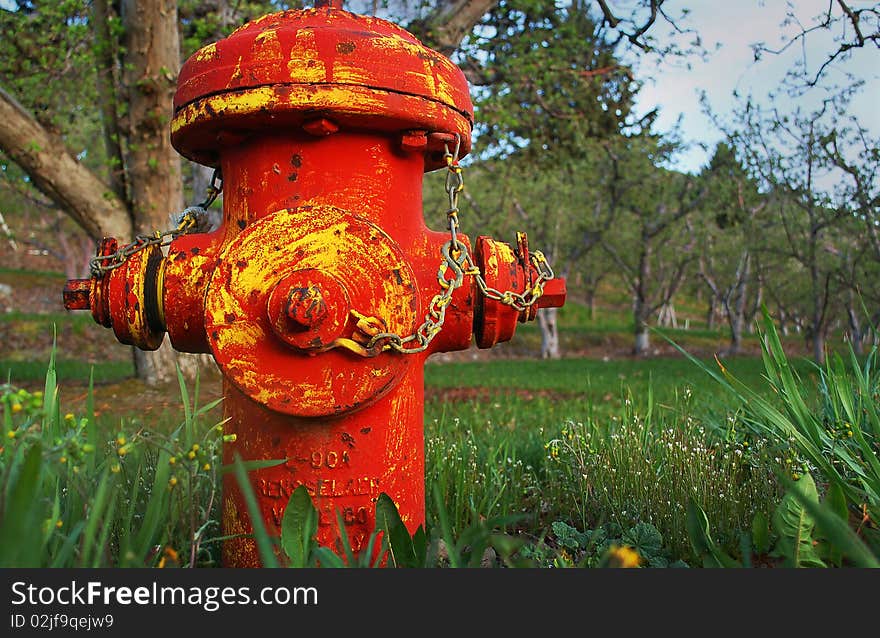 Rusty Old Red and Yellow Fire Hydrant in Cherry Orchard. Rusty Old Red and Yellow Fire Hydrant in Cherry Orchard