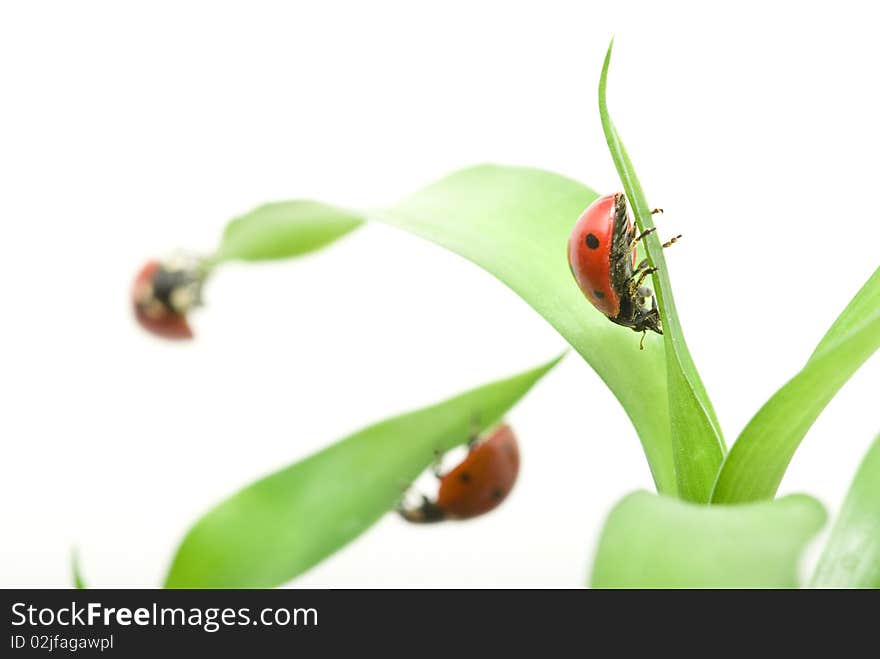 Red ladybug on green grass isolated on white