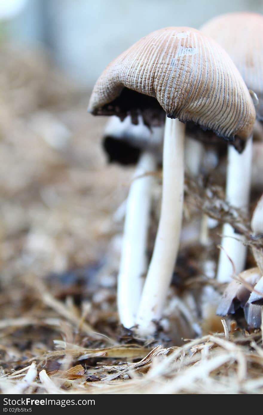 Close up of young mushrooms or toadstools growing in dry brown, dead grass. Close up of young mushrooms or toadstools growing in dry brown, dead grass