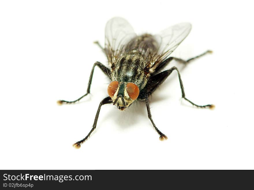 Fly isolated on a white