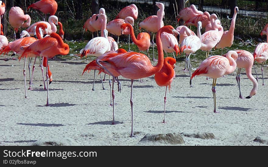 Pink flamingos in the pen