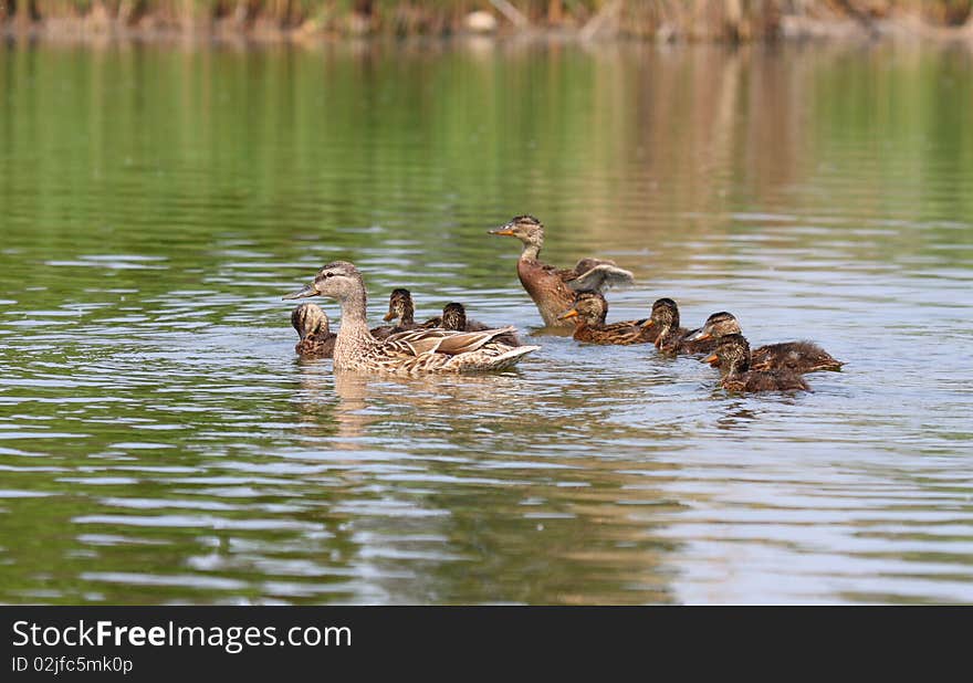 A Mallard Duck and eight ducklings swimming in a pond. A Mallard Duck and eight ducklings swimming in a pond.