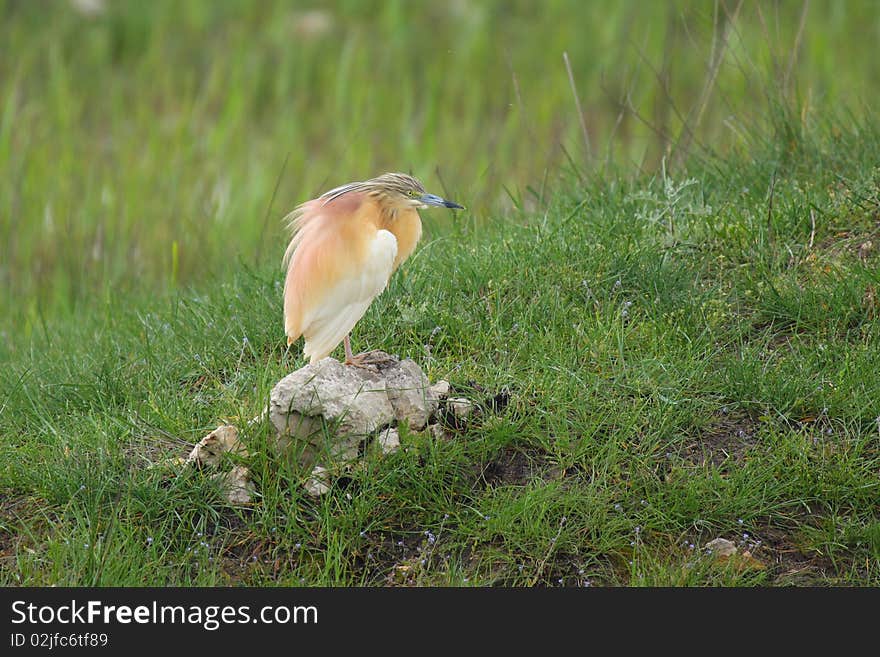 Squacco Heron Resting