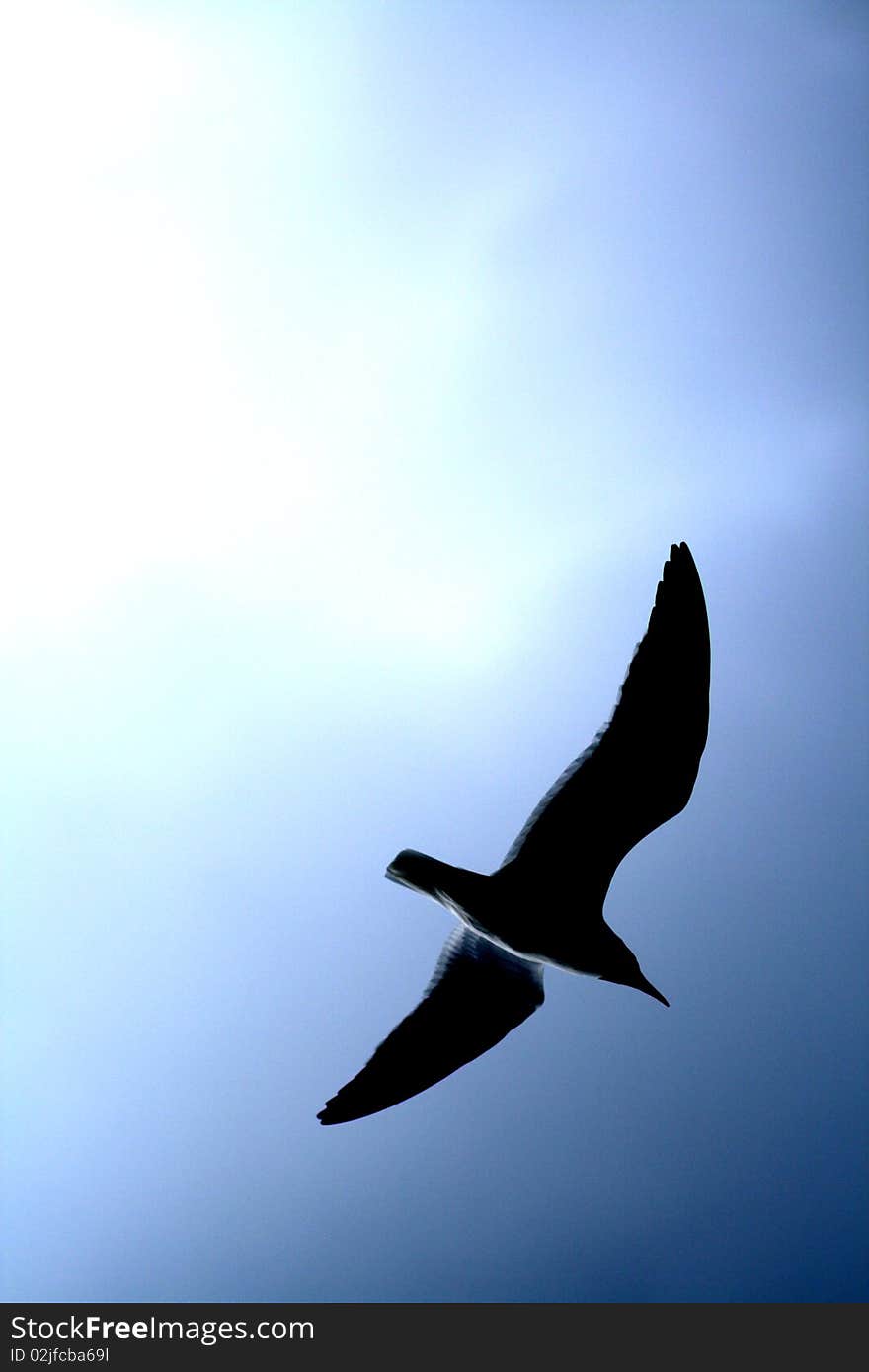 Blue Sky Sea Gull Silhouette.