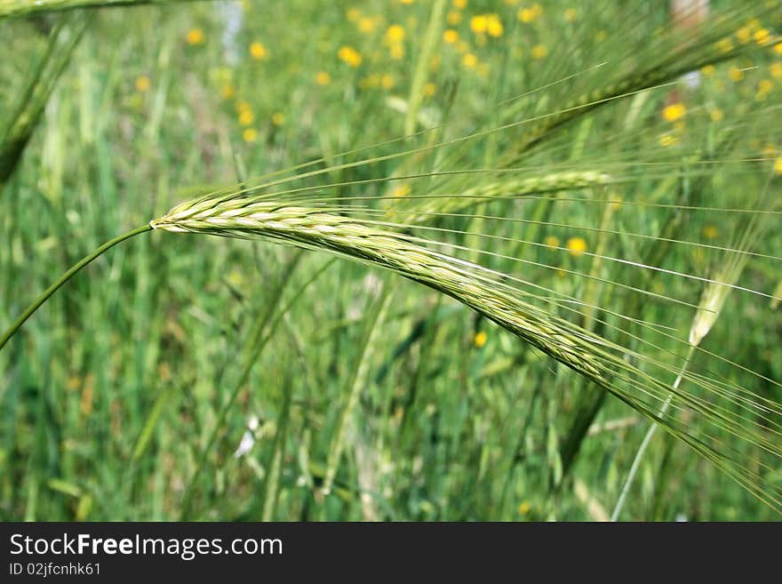 Spiky plant on green background.