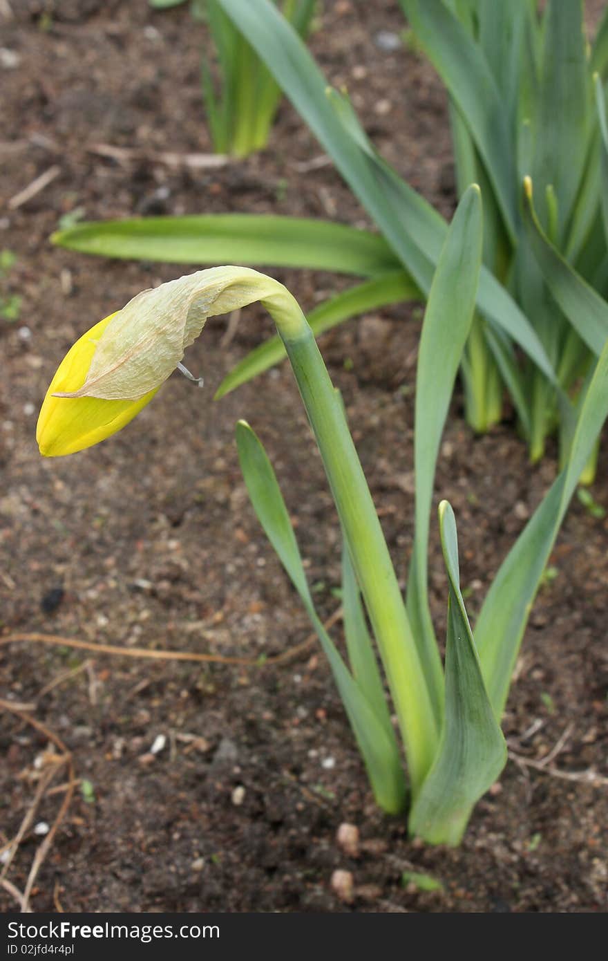 Bud of a narcissus in  a garden