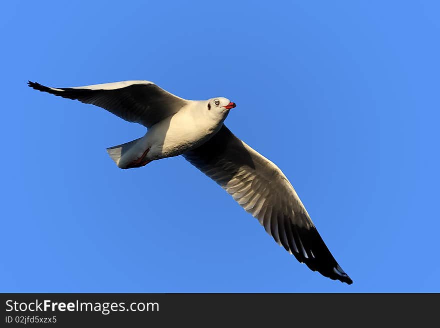 Seagull in blue sky