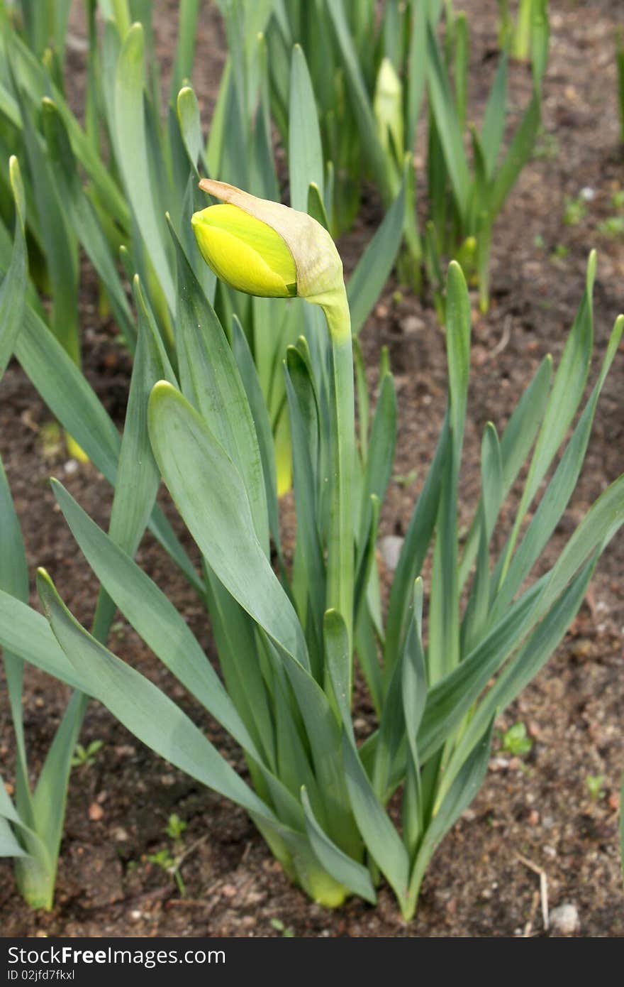 Bud of a narcissus in  a garden