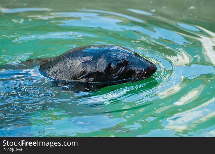 Fur seal in Moscow zoo