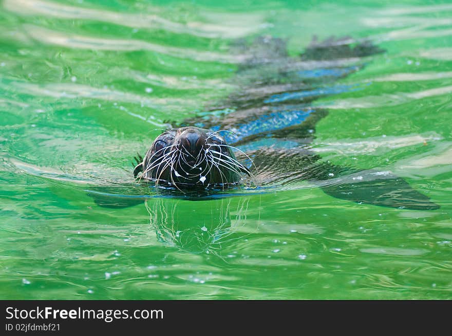 Fur seal in Moscow zoo