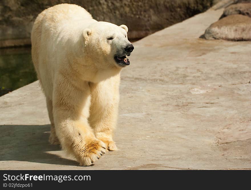 Polar bear