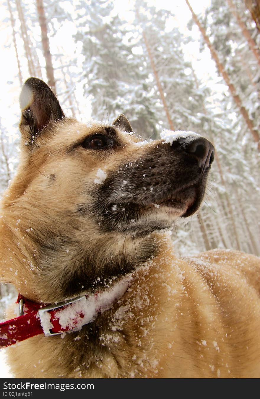 West Siberian Laika (Husky)