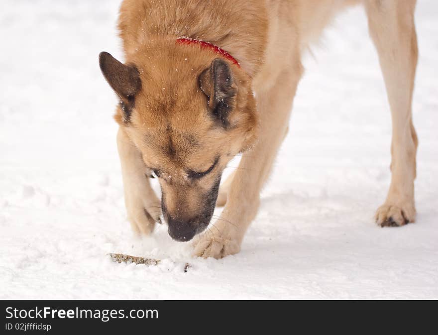 Curiosity. West siberian laika (husky) in winter forest