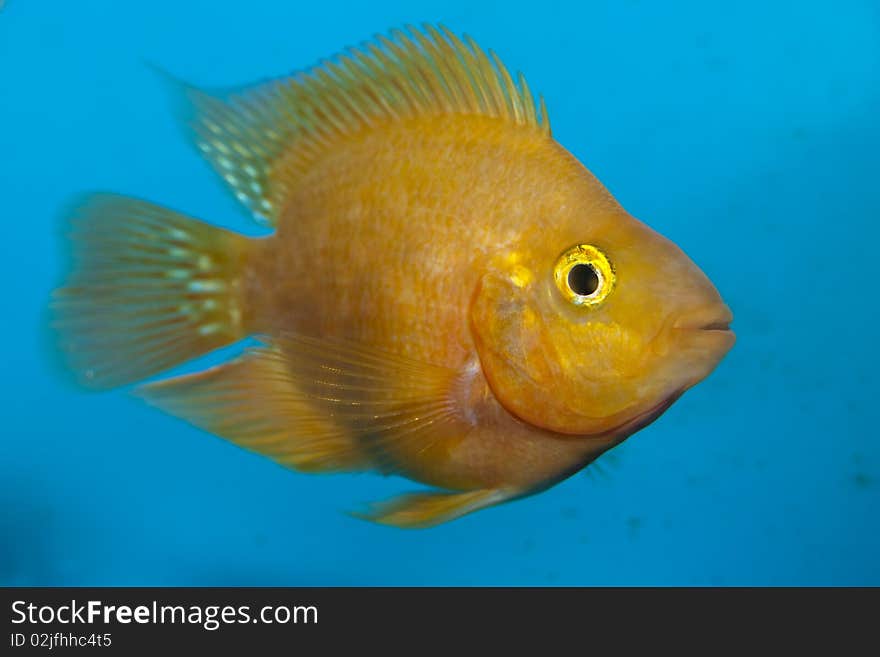 White Parrot or US Parrot Cichlid in Aquarium