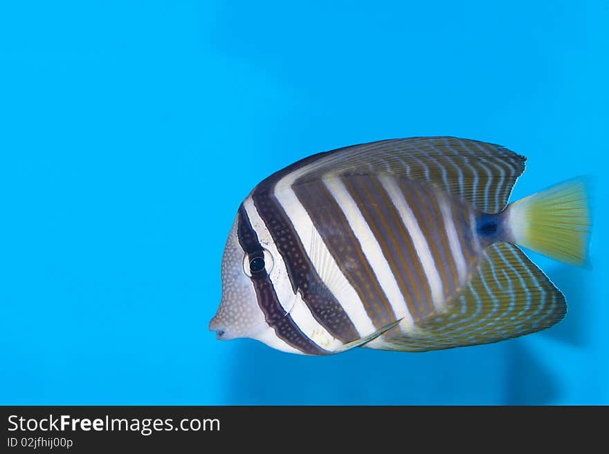 Desjardini Sailfin Tang In Aquarium