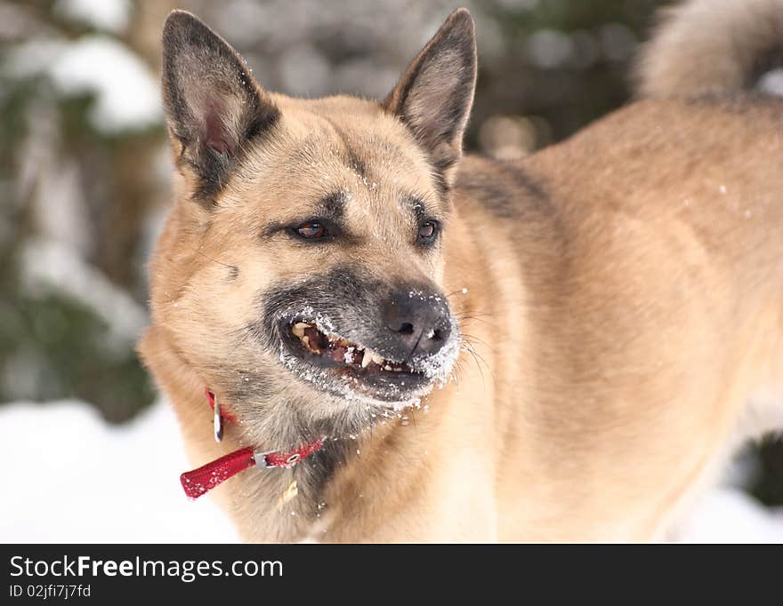 Aggressively looking dog in winter forest