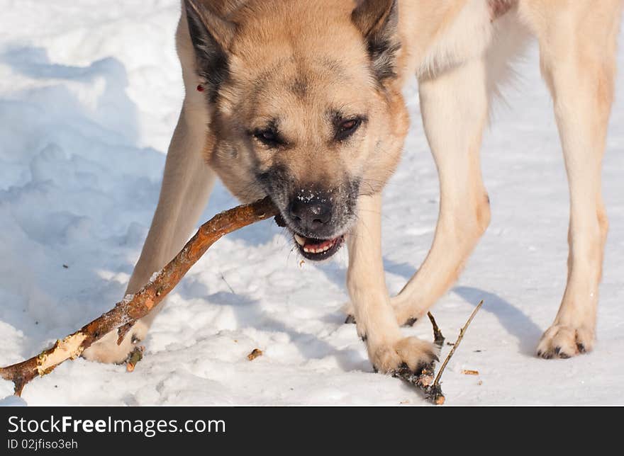 West Siberian Laika (Husky) with a stick in winter forest