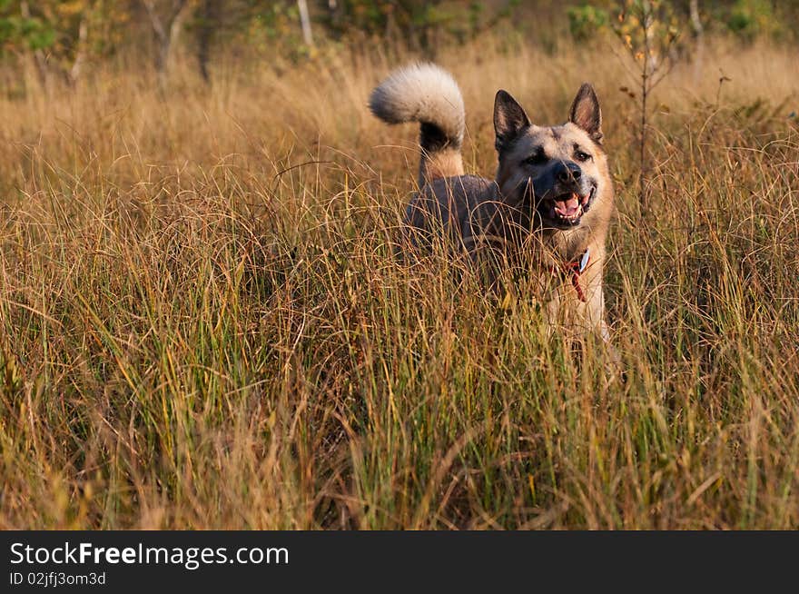 Running West Siberian laika (husky)