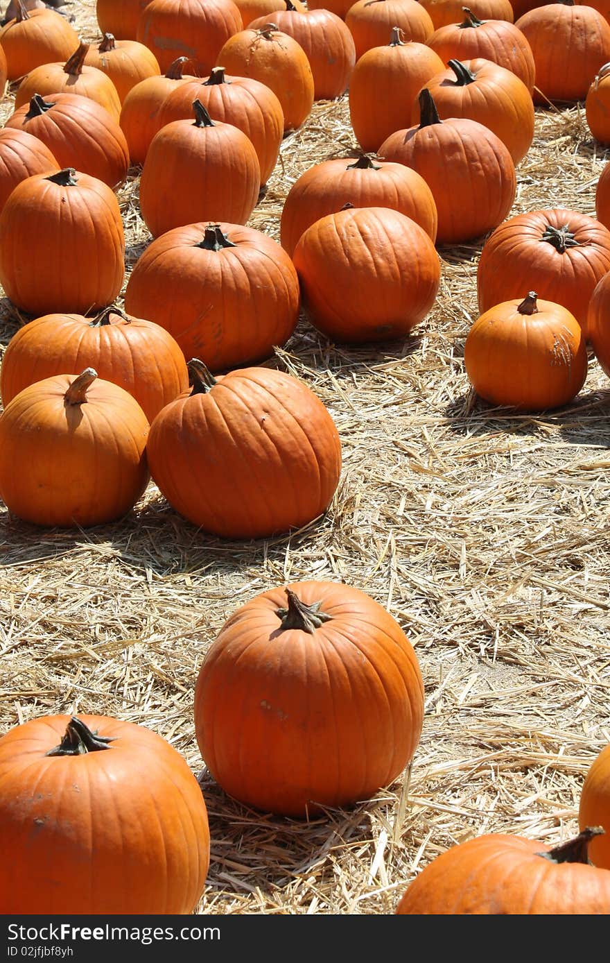 Field of orange pumpkins