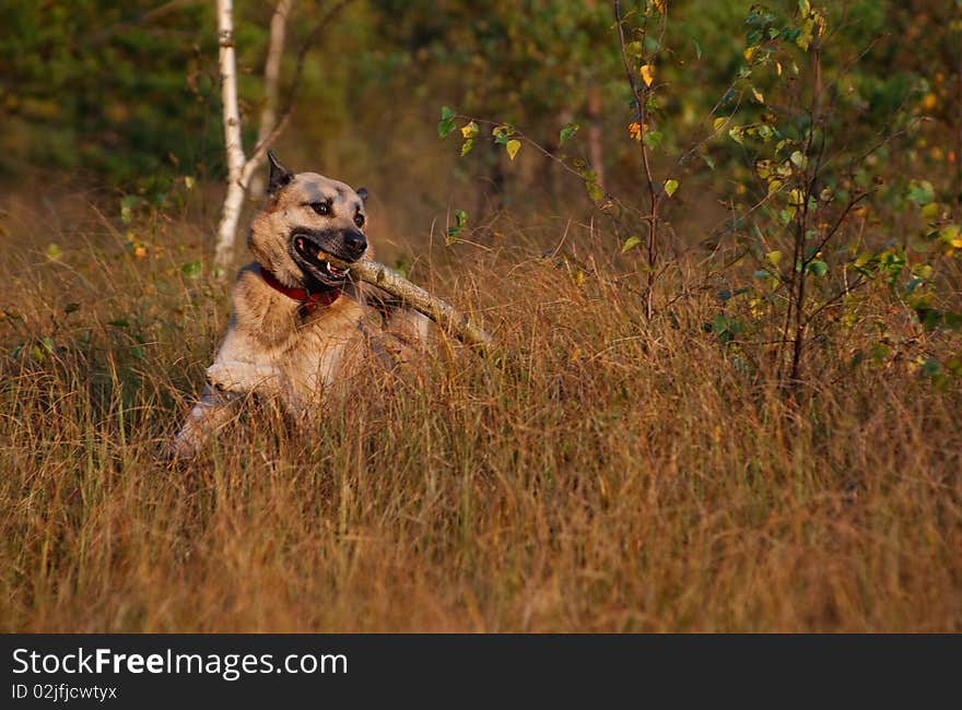 West Siberian laika (husky)