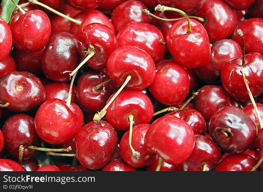 A bunch of cherries fresh from the farm. A bunch of cherries fresh from the farm