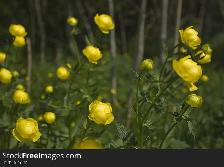 Globeflower (Trollius europaeus) flowers closeup. Globeflower (Trollius europaeus) flowers closeup