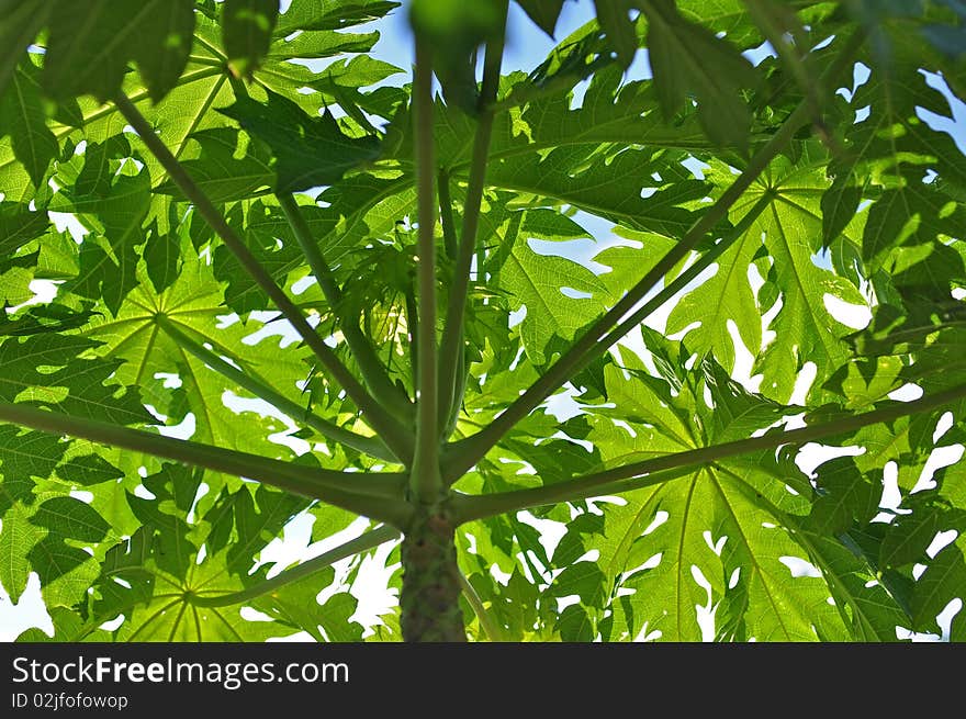 Green papaya tree