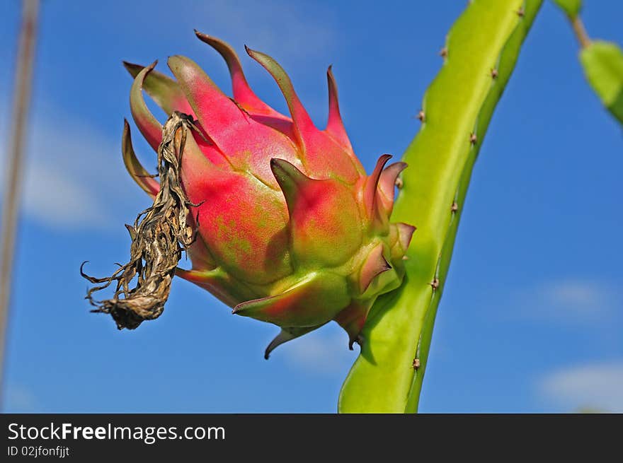 Dragon fruit