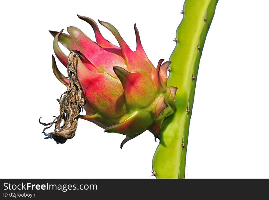 Dragon fruit