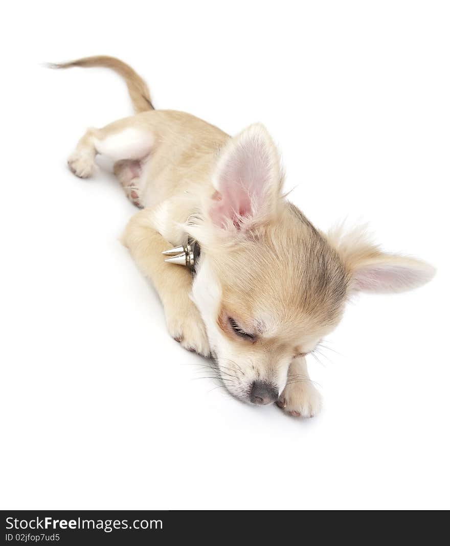 Cute chihuahua puppy sleeping on white