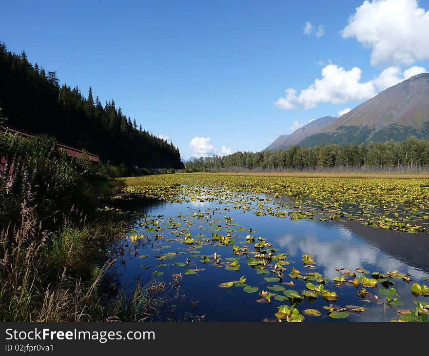 Lilly Pond Reflections